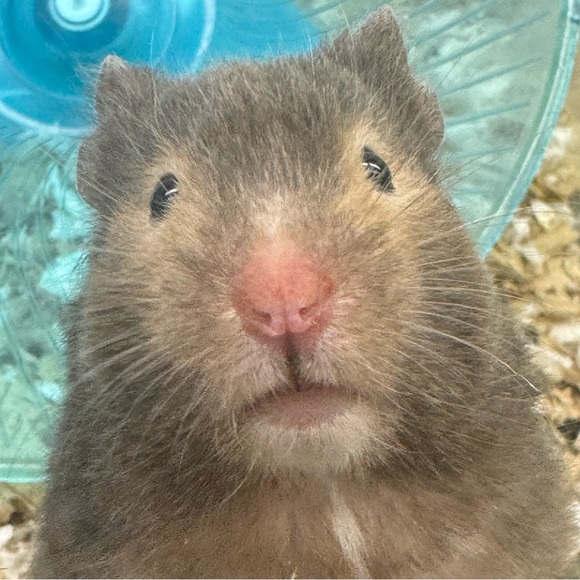 hamstermom999